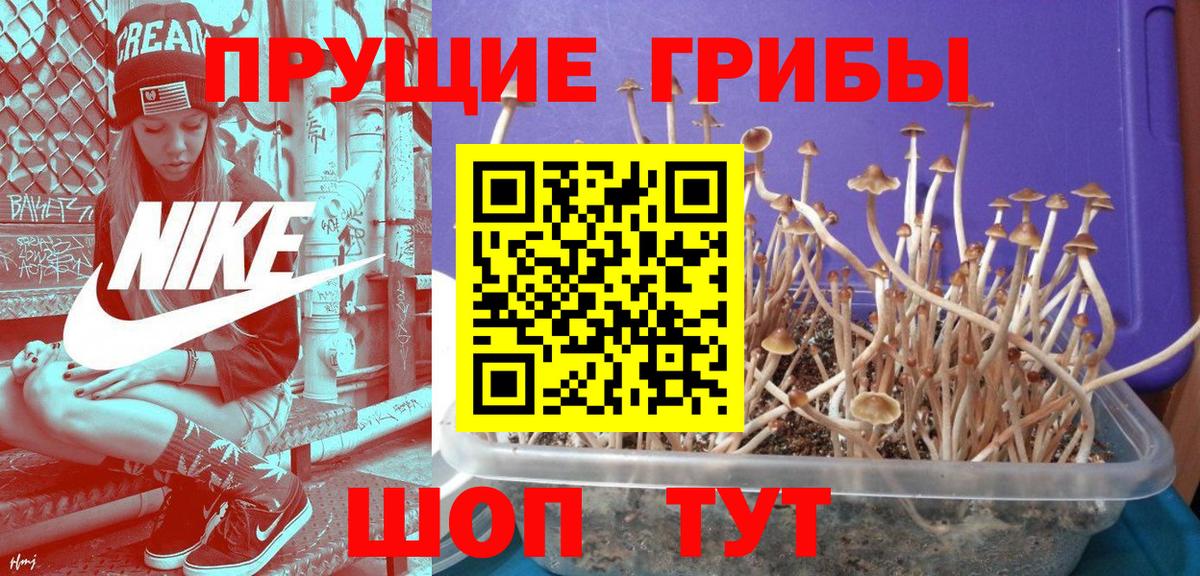 Ачхой-Мартан  Галлюциногенные грибы Magic Shrooms  Галлюциногенные грибы Magic Shrooms  Вход с VPN 